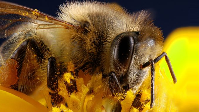 bee-2634335