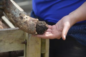 propriétés moléculaires de la bouse de corne
