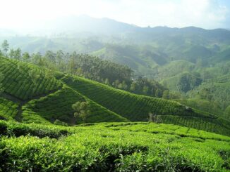Plantations de thé en Inde