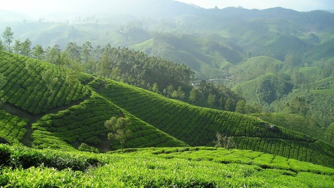Plantations de thé en Inde