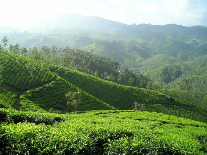 Plantations de thé en Inde