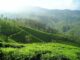 Plantations de thé en Inde